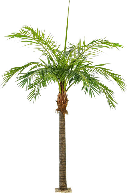 Künstliche Phoenixpalme Saskia von Aplanta, Höhe: 480 cm - Bild 1