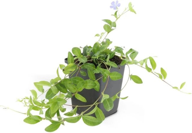 Exotenherz Vinca Minor Kleines Immergrün Bodendecker Set, 12 Pflanzen im 9cm Topf, Blau und Grün - Bild 1