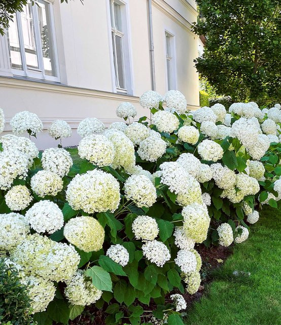 Schneeball-Hortensie Annabelle im 2-Liter Containertopf - Bild 1