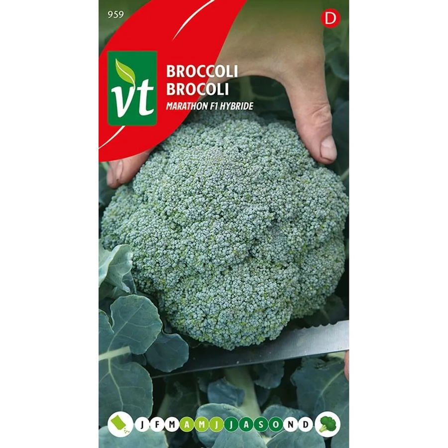 Arborix Brokkoli Marathon F1 Saatgut, 0,3 g - Bild 2