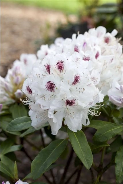 Rhododendron Hybr. Schneebukett Weiß, Zierstrauch, Höhe: 30–40 cm - Bild 1