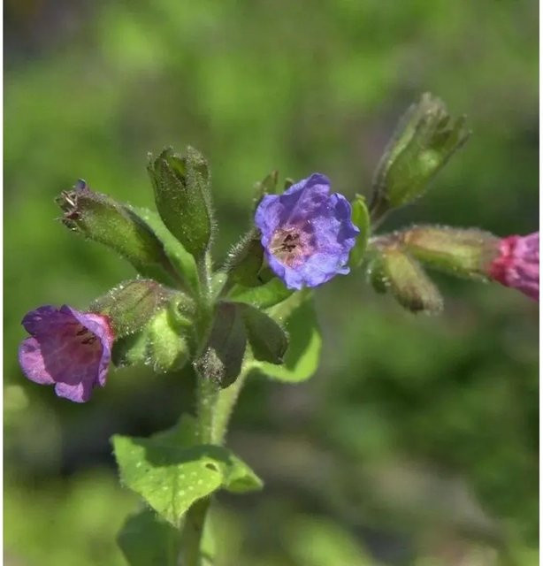 Lungenkraut Pulmonaria saccharata Reginald Kay als mehrjährige Pflanze im Topf von Nr-01.de - Bild 1