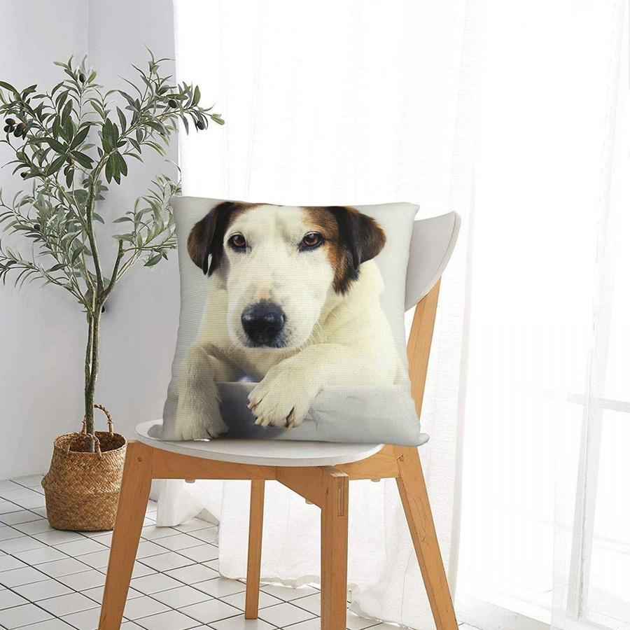 Kissenbezug mit Jack Russell Terrier Fotodruck aus Peach Skin für Sofa und Wohnzimmer, B/B/H: 18 x 18 x 18 cm - Bild 3