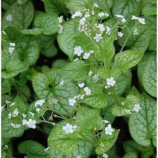 Brunnera macrophylla Kaukasus Vergissmeinnicht Mr Morse blaue Staude als Bodendecker - Bild 1