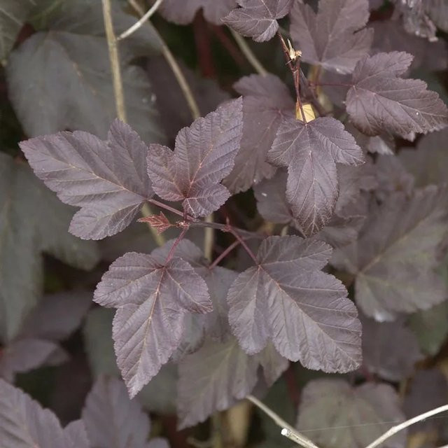 Rotblättrige Blasenspiere Physocarpus opulifolius Strauch von Nr-01.de in Rot und Weiß, Höhe: 40-60 cm - Bild 1