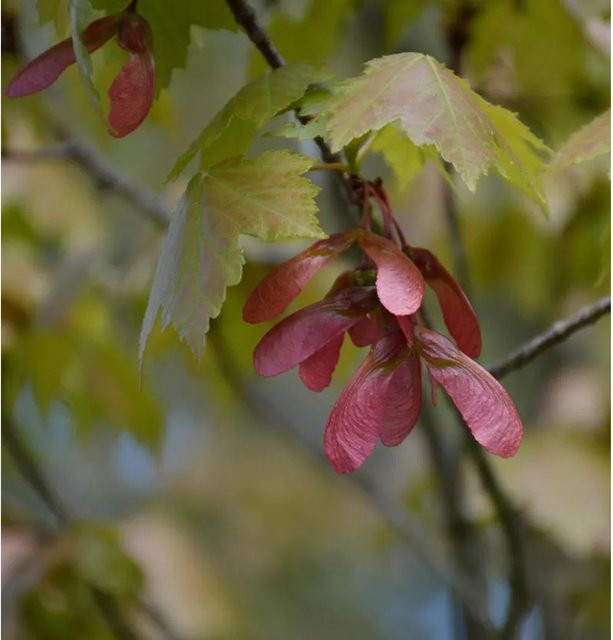 Roter Ahorn Acer rubrum Baum, Höhe: 125-150 cm - Bild 1