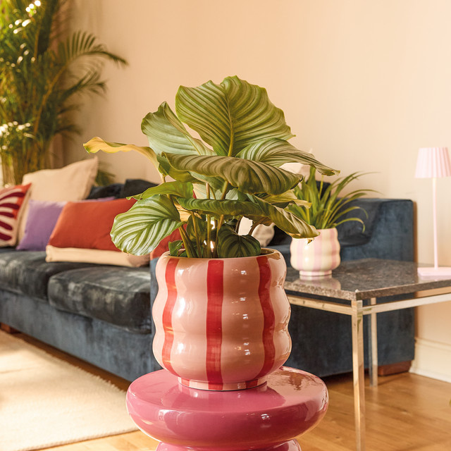 Keramik Übertopf BLUME2000 modern mit Streifen in Pink und Rot, Höhe: 14 cm - Bild 1