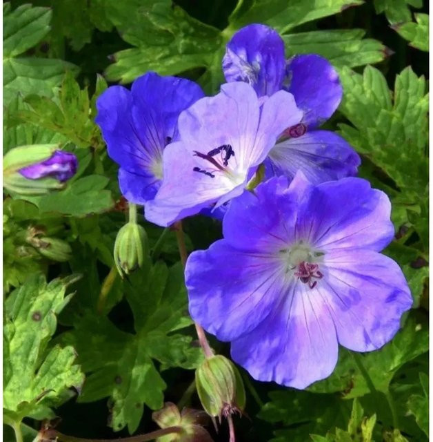 Geranium wallichianum Storchenschnabel Buxtons Blue Blauer Bodendecker als Staude - Bild 1