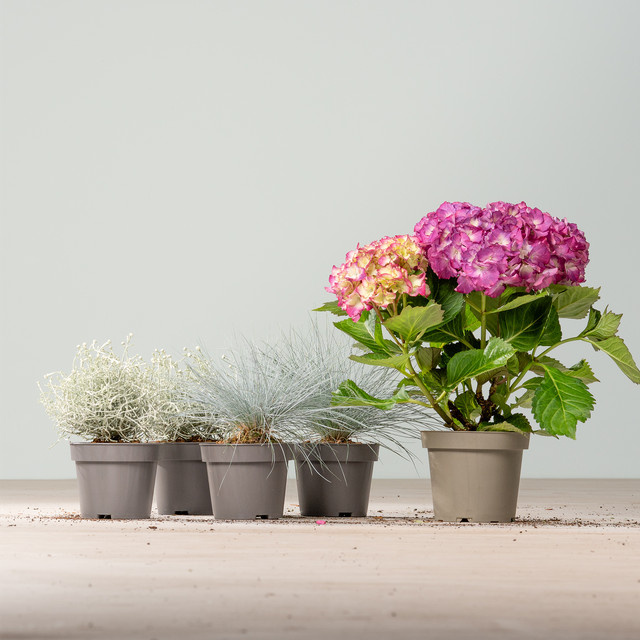 BLUME2000 Balkon-Mix mit Hortensie, Blauschwingel und Stacheldraht, 5er Set - Bild 1