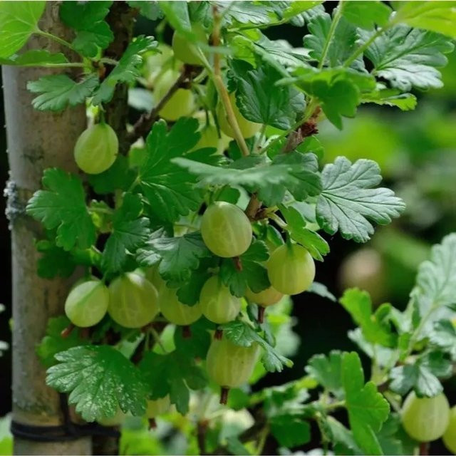 Hochstamm Stachelbeere Captivator Ribes uva-crispa von Nr-01.de, Höhe: 80-100 cm - Bild 1