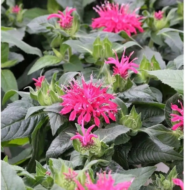 Indianernessel Balance Monarda fistulosa als mehrjährige Staude für Rabatten und Staudenbeete von Nr-01.de - Bild 1