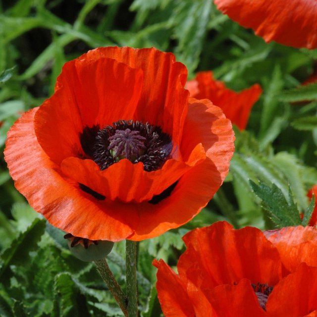 Orientalischer Mohn Nana Allegro in Rot als mehrjährige Gartenpflanze - Bild 1