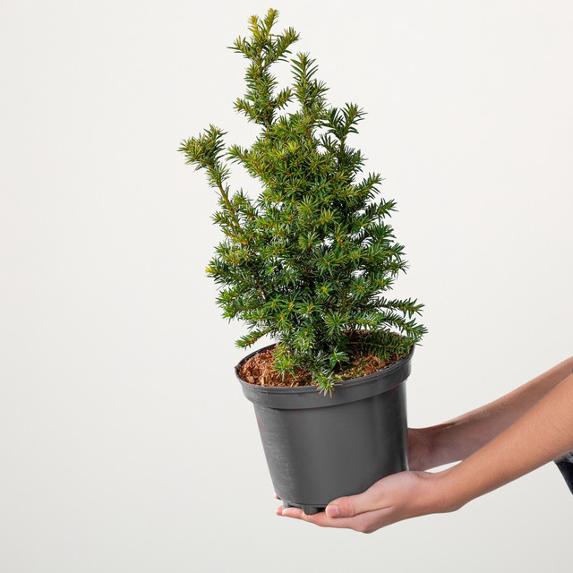 Eibe Golden Crown Taxus baccata von BLUME2000 für deinen Garten und deine Hecke - Bild 1