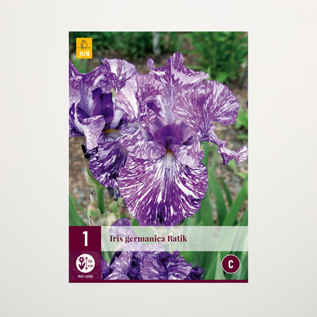 Schwertlilie Batik Knolle von BLUME2000 - Bild 1