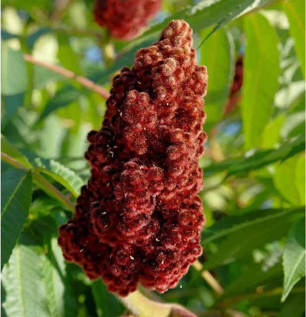 Hirschkolben Rhus typhina als Zierstrauch für deinen Garten, Höhe: 100-125 cm - Bild 1