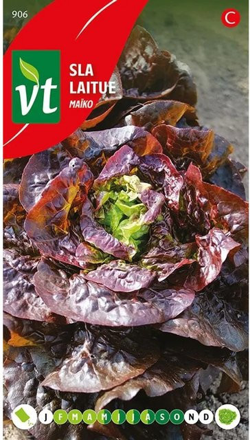 Arborix Kopfsalat Maiko Saatgut, 0,3 g - Bild 1