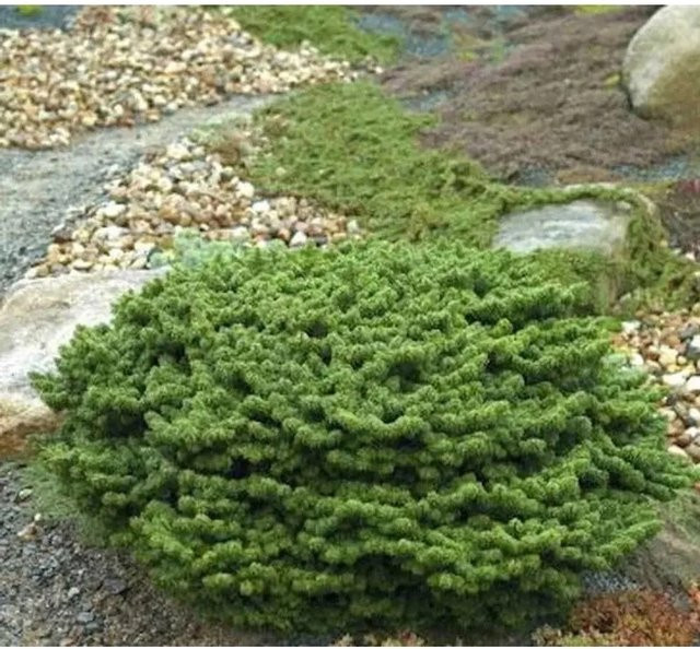 Zwerg Balsam Tanne Piccolo Abies balsamea grün Höhe: 25-30 cm - Bild 1