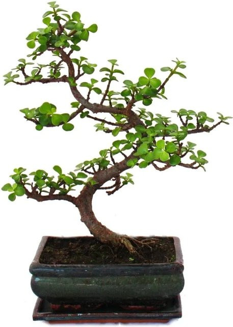 Exotenherz Bonsai Portulacaria Afra Jadebaum Afrikanischer Elefantenbaum als Sukkulente in grünem Keramiktopf - Bild 1