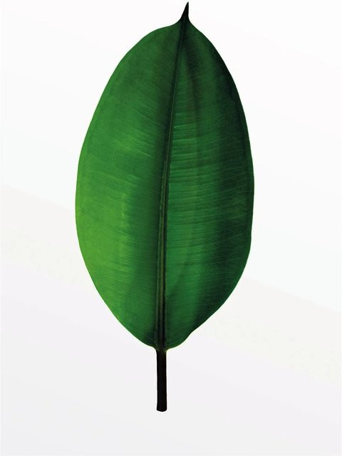 Komar Wandbild Ficus Leaf Green, Breite: 50 cm, Höhe: 70 cm - Bild 1