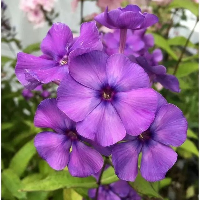Hohe Flammenblume Blue Paradise Phlox Paniculata als Beetpflanze und Schnittblume in Blau und Violett von Nr-01.de - Bild 1