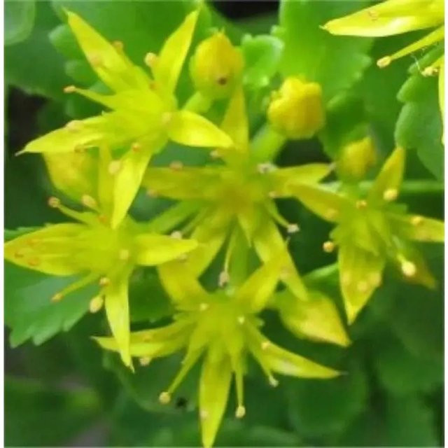 Sedum floriferum Fetthenne Immergrünchen als mehrjährige Gartenpflanze - Bild 1