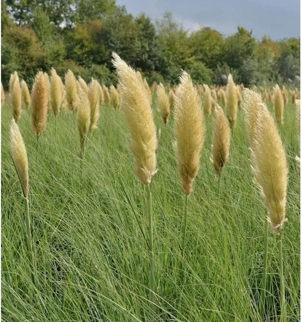 Pampasgras Cortaderia selloana im XXXL Topf von Die Nr-01.de - Bild 1