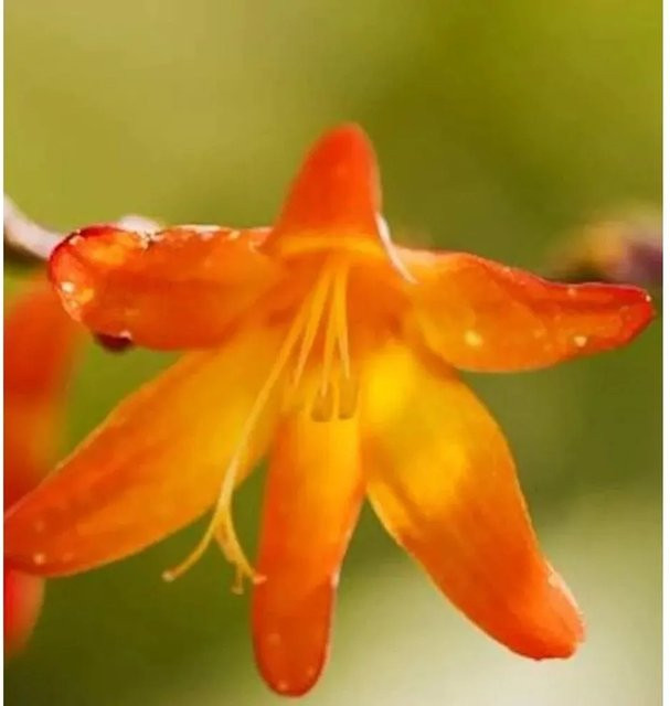 Crocosmia masoniorum Transkei Montbretie als mehrjährige Staude für den Garten und als Schnittblume von Nr-01.de - Bild 1