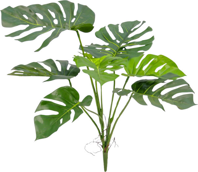 Künstliche Monstera Lia von Aplanta, Höhe: 75 cm - Bild 1