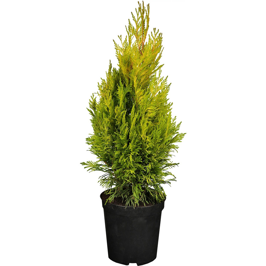 GROW by OBI Gelber Riesen-Lebensbaum Thuja 4ever Goldy, Höhe: 20-30 cm - Bild 2