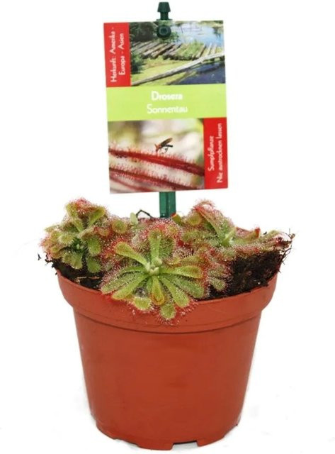 Exotenherz Sonnentau Drosera alicae Zimmerpflanze im 9cm Topf - Bild 1