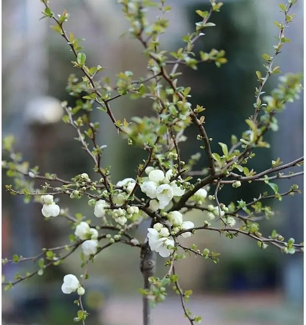 Zierquitte Jet Trail Chaenomeles Hochstamm als Solitärpflanze und Heckenpflanze für deinen Garten, Höhe: 60-80 cm - Bild 1