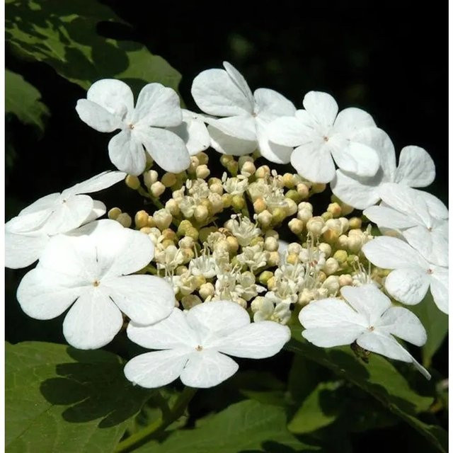 Gemeiner Schneeball Viburnum opulus weißer Zierstrauch von Nr-01.de - Bild 1