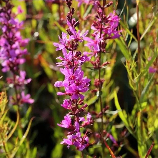 Rutenweiderich Dropmore Purple Lythrum virgatum lila Staude im Topf - Bild 1