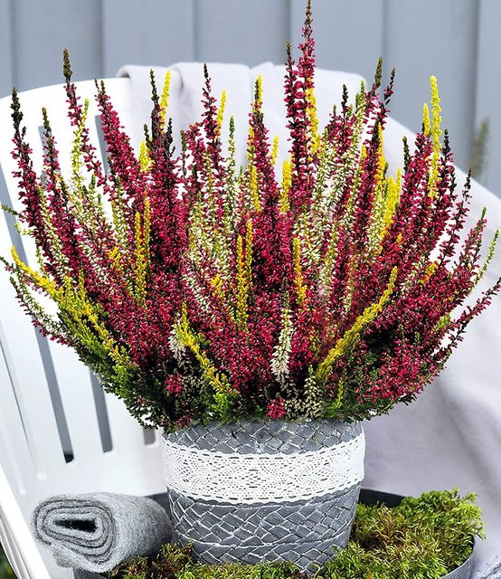 Calluna Knospenheide Colour Twister im 14 cm Topf - Bild 1