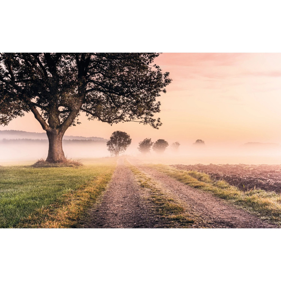 Komar Fototapete Vlies Misty Morning B: 400 cm, H: 250 cm - Bild 2