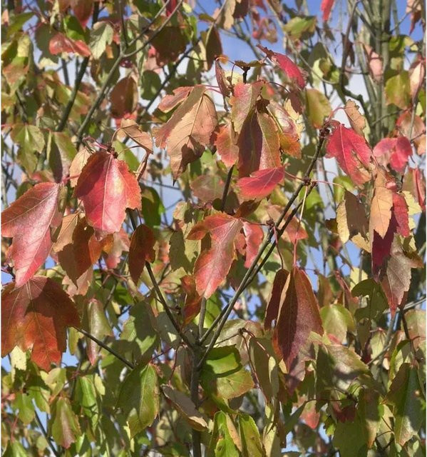 Roter Ahorn Red Sunset Acer rubrum, Höhe: 125-150 cm - Bild 1