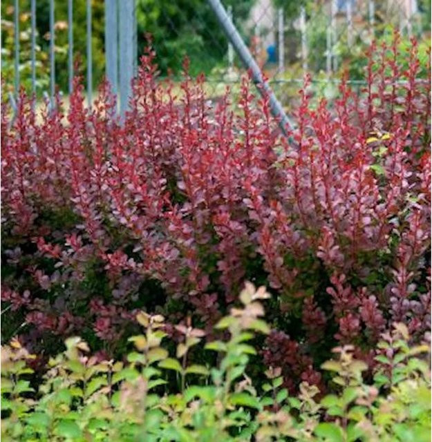 Berberis thunbergii Concorde Rot, Strauch für den Außenbereich, Höhe: 25-30 cm - Bild 1
