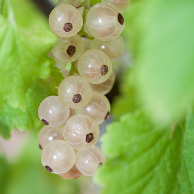 BIO Weiße Johannisbeere Weisse Versailler Ribes rubrum von BLUME2000 - Bild 1