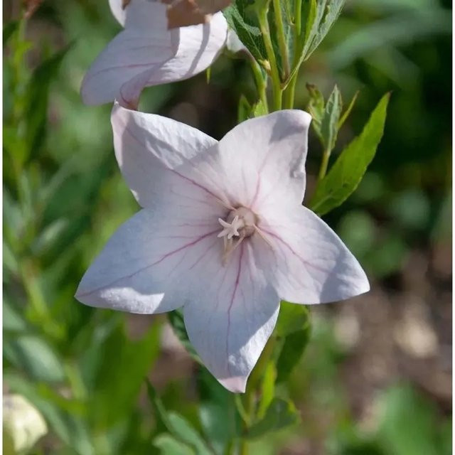 Ballonblume Platycodon grandiflorus Perlmutterschale von Die Nr-01.de als mehrjährige Staude für Bauerngärten und Staudenbeete - Bild 1