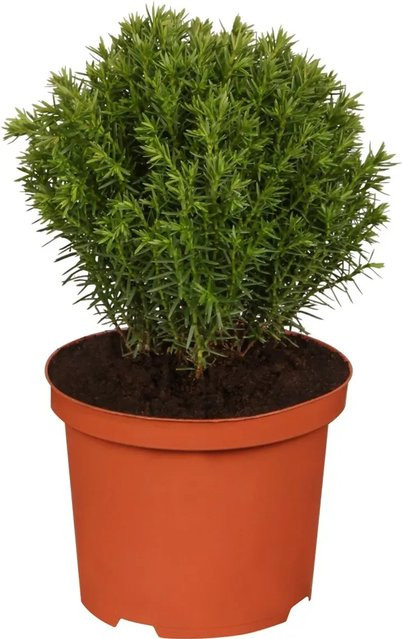 OBI Lebensbaum Teddy Thuja occidentalis im Topf, Höhe: 5 - 10 cm - Bild 1