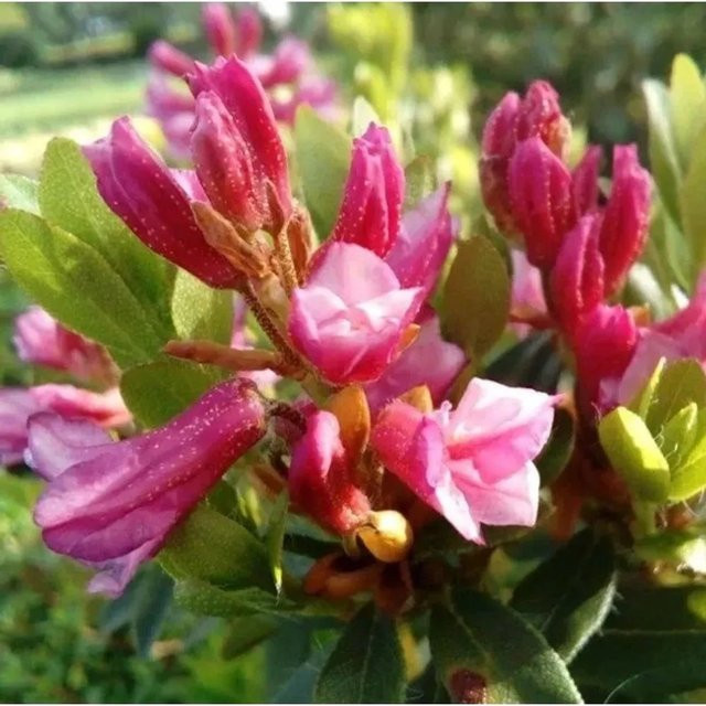 Rhododendron hirsutum Bewimperte Alpenrose pink von Die Nr-01.de, Höhe: 15-20 cm - Bild 1