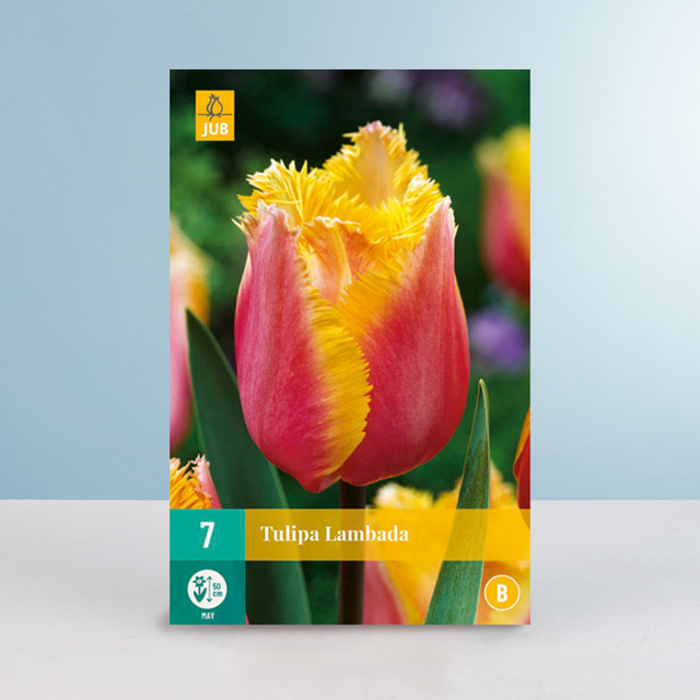 BLUME2000 Gefranste Tulpe Lambada Zwiebeln für Gartenbeete Balkonkästen und Blumenkübel 7 Stück - Bild 1