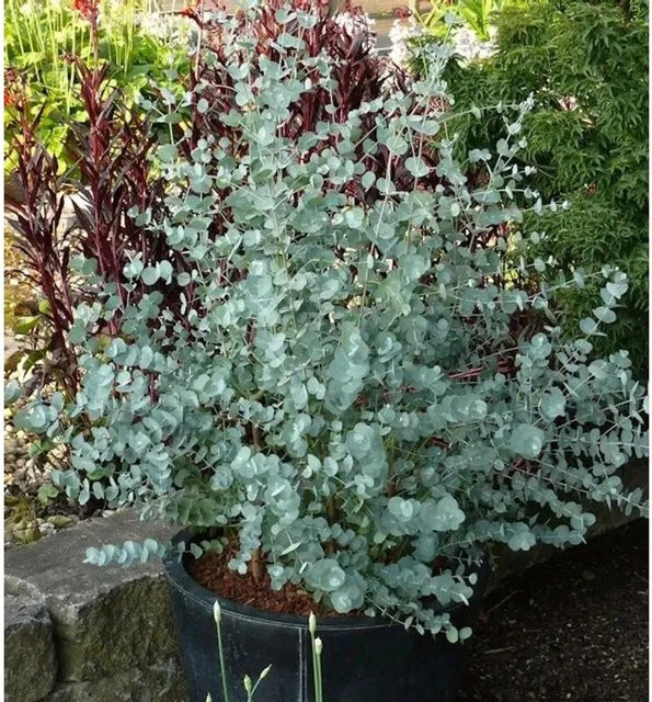 Winterharter Eukalyptus Azura Eucalyptus gunnii in Grün, Höhe: 40-60 cm - Bild 1