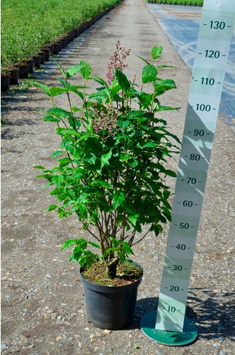 Gartenkrone Kanada-Flieder Syringa villosa Minuet mit rosa Blüten und grünen Blättern - Bild 1