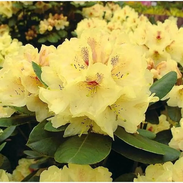 Großblumiger Rhododendron Goldbukett Alpenrose in Gelb, Höhe: 25-30 cm - Bild 1