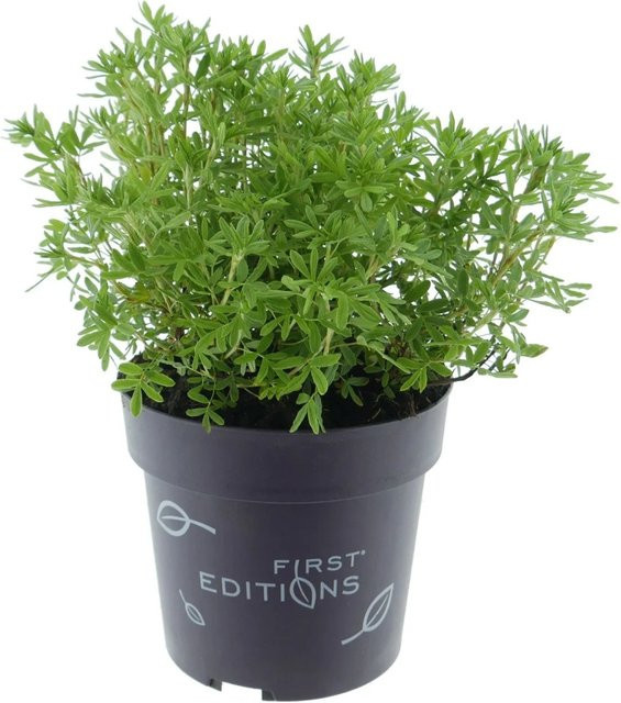 Potentilla fruticosa Fingerstrauch Marmalade Orange von First Editions, Zierstrauch für den Garten, Höhe: 30 - 40 cm, Topfgröße: 3,5 Liter - Bild 1