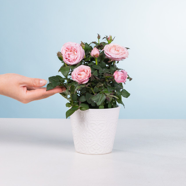 BLUME2000 Zimmerpflanze in Rosa im Topf für sonnige Standorte - Bild 1