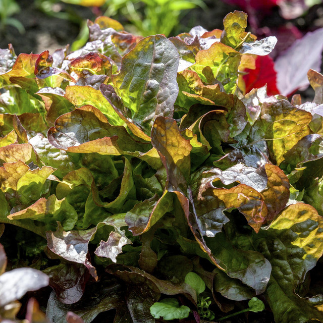 BIO Roter Pflücksalat von BLUME2000 - Bild 1