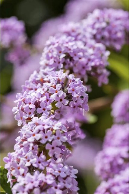 Buddleja Alternifolia Schmetterlingsflieder von Pflanzen für dich, Höhe: 100–125 cm - Bild 1