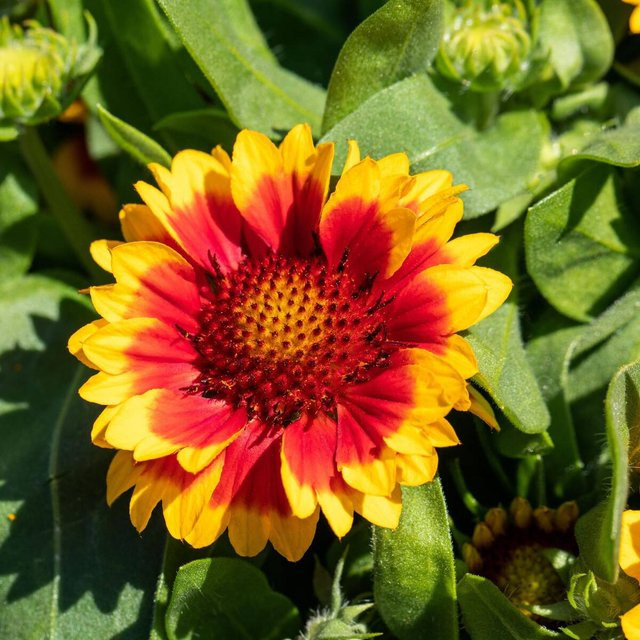Gaillardia Kokardenblume mehrjährig in Gelb, Orange und Rot für deinen Garten und Balkon - Bild 1